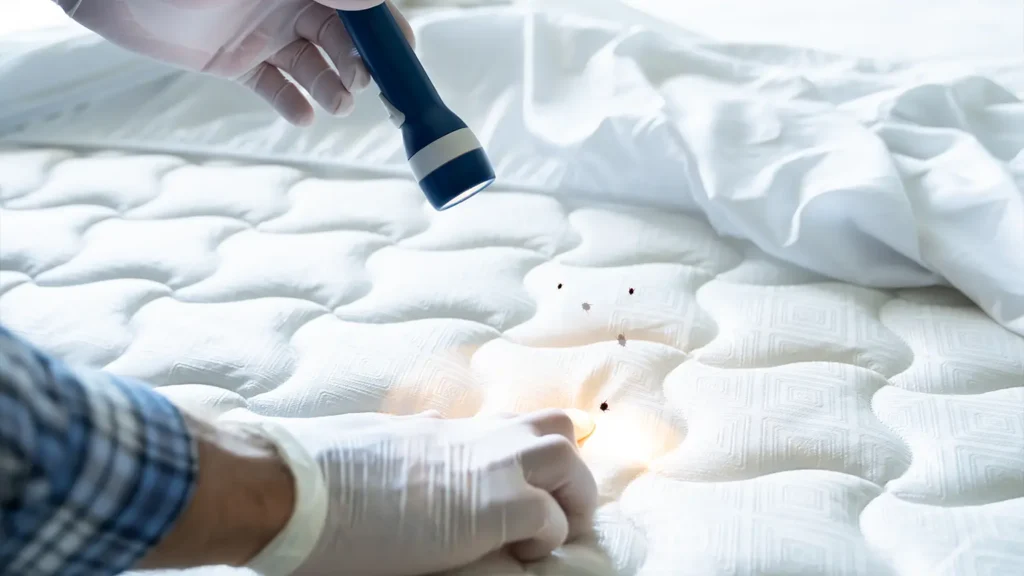 Bed bugs on a bed
