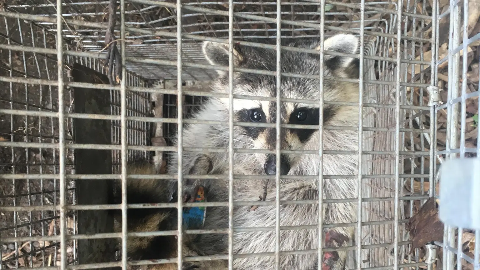 A raccoon in a cage