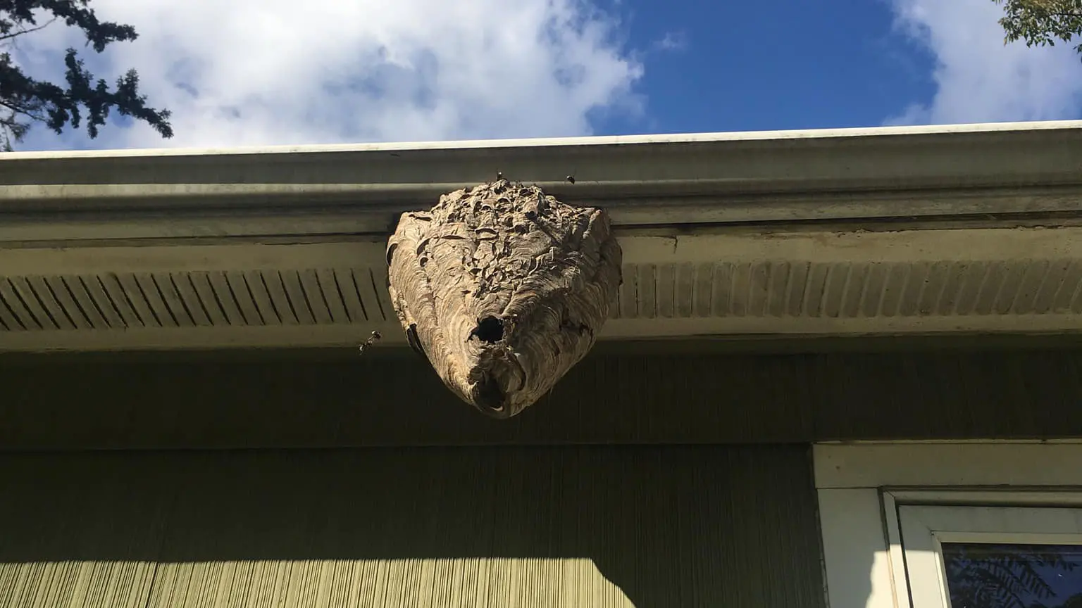 Wasp Nest hanging from a roof