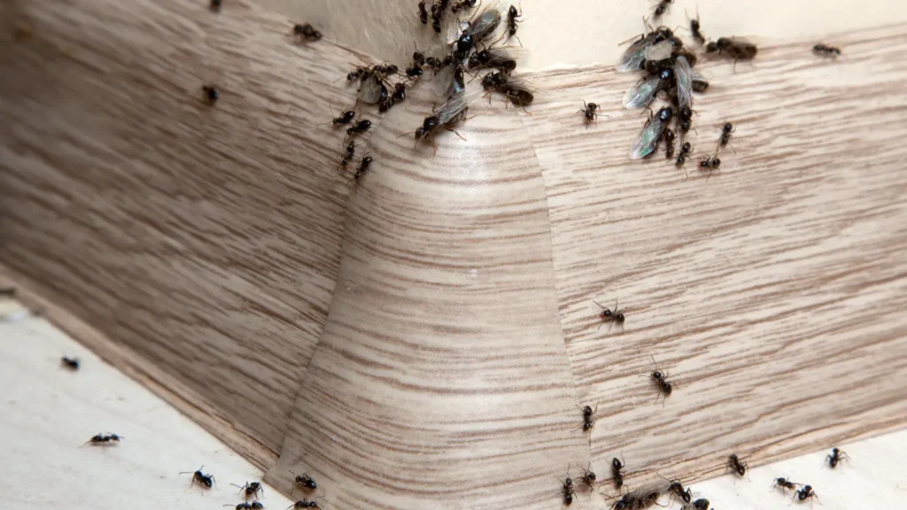 Ant infestation in a house